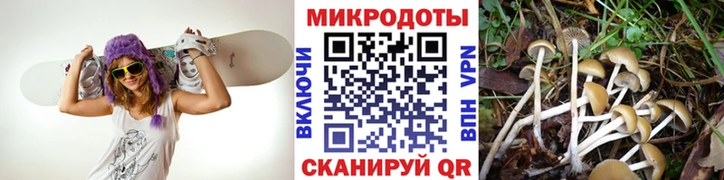Галлюциногенные грибы Psilocybe  Наволоки 